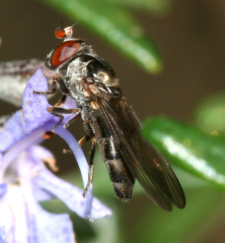 Chamaesyrphus lusitanicus